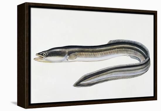 Close-Up of a Common Eel (Anguilla Vulgaris)-null-Framed Premier Image Canvas