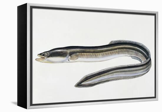 Close-Up of a Common Eel (Anguilla Vulgaris)-null-Framed Premier Image Canvas