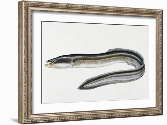 Close-Up of a Common Eel (Anguilla Vulgaris)-null-Framed Giclee Print