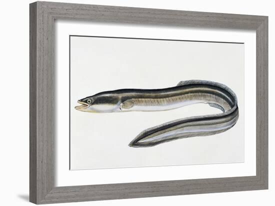 Close-Up of a Common Eel (Anguilla Vulgaris)-null-Framed Giclee Print