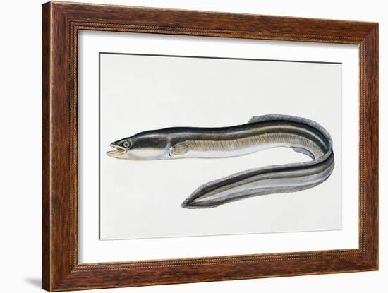 Close-Up of a Common Eel (Anguilla Vulgaris)-null-Framed Giclee Print