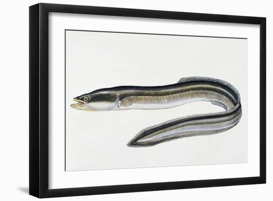 Close-Up of a Common Eel (Anguilla Vulgaris)-null-Framed Giclee Print