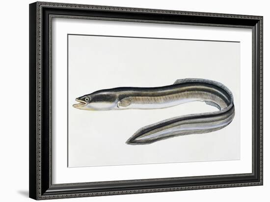 Close-Up of a Common Eel (Anguilla Vulgaris)-null-Framed Giclee Print