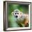 Close-Up of a Common Squirrel Monkey (Saimiri Sciureus)-l i g h t p o e t-Framed Photographic Print