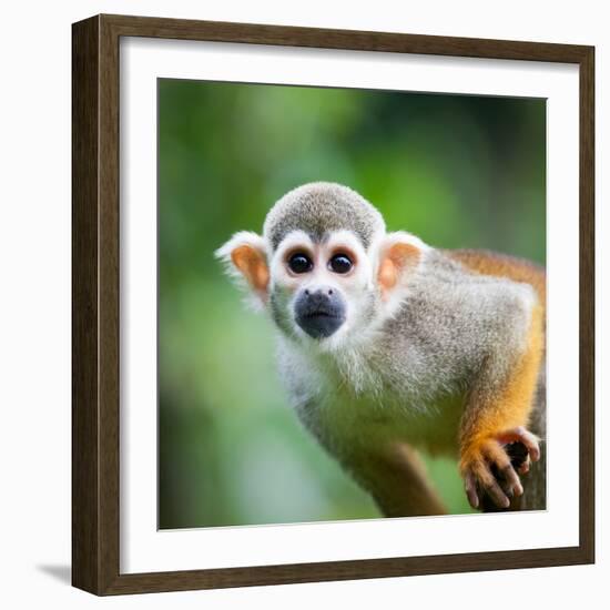 Close-Up of a Common Squirrel Monkey (Saimiri Sciureus)-l i g h t p o e t-Framed Photographic Print