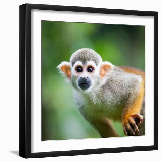 Close-Up of a Common Squirrel Monkey (Saimiri Sciureus)-l i g h t p o e t-Framed Photographic Print