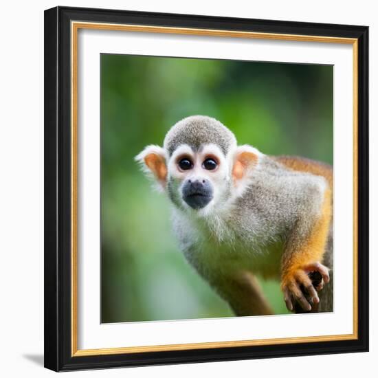 Close-Up of a Common Squirrel Monkey (Saimiri Sciureus)-l i g h t p o e t-Framed Photographic Print