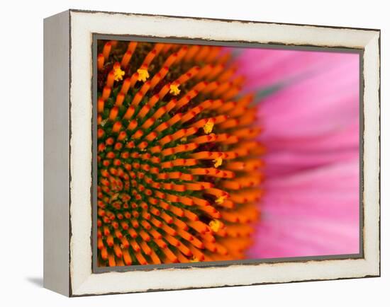 Close-up of a Cone Flower in the summertime, Sammamish, Washington-Darrell Gulin-Framed Premier Image Canvas
