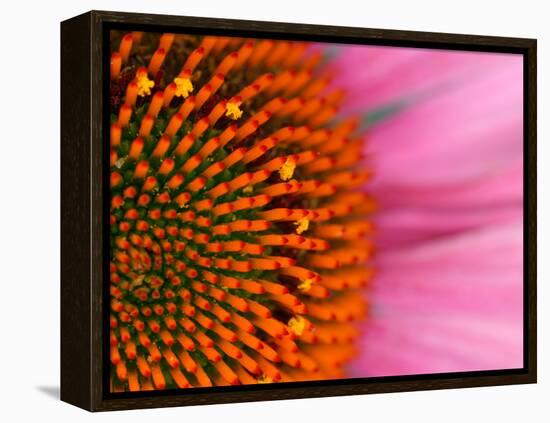 Close-up of a Cone Flower in the summertime, Sammamish, Washington-Darrell Gulin-Framed Premier Image Canvas