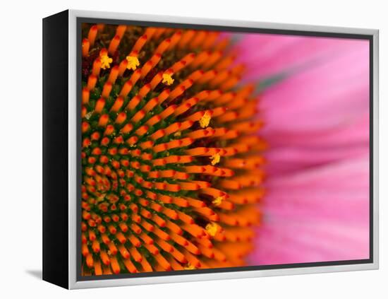 Close-up of a Cone Flower in the summertime, Sammamish, Washington-Darrell Gulin-Framed Premier Image Canvas