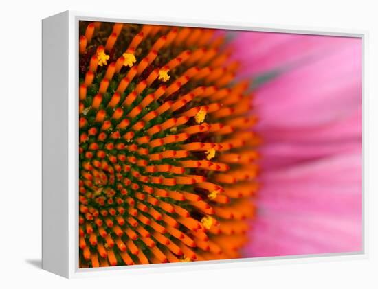 Close-up of a Cone Flower in the summertime, Sammamish, Washington-Darrell Gulin-Framed Premier Image Canvas