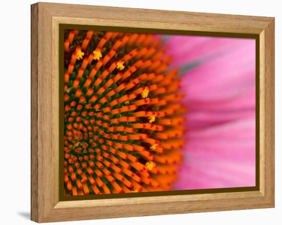 Close-up of a Cone Flower in the summertime, Sammamish, Washington-Darrell Gulin-Framed Premier Image Canvas