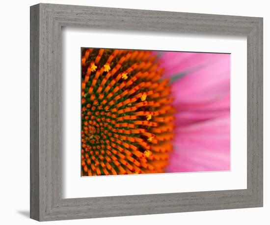 Close-up of a Cone Flower in the summertime, Sammamish, Washington-Darrell Gulin-Framed Photographic Print