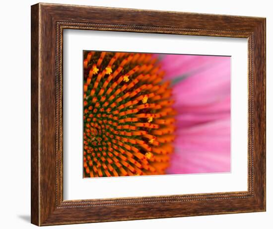 Close-up of a Cone Flower in the summertime, Sammamish, Washington-Darrell Gulin-Framed Photographic Print