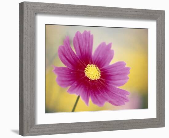 Close-up of a Cosmos Flower-null-Framed Photographic Print