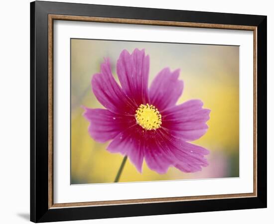 Close-up of a Cosmos Flower-null-Framed Photographic Print