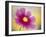 Close-up of a Cosmos Flower-null-Framed Photographic Print