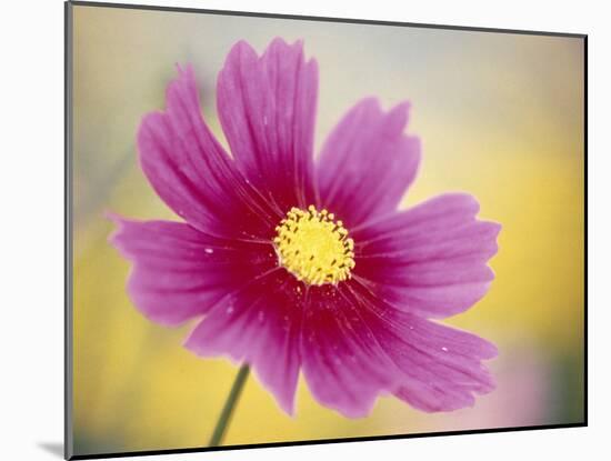 Close-up of a Cosmos Flower-null-Mounted Photographic Print