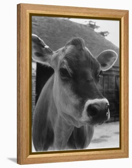 Close-Up of a Cow's Head, Probably of the Jersey Breed-Henry Grant-Framed Premier Image Canvas