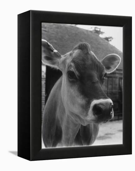 Close-Up of a Cow's Head, Probably of the Jersey Breed-Henry Grant-Framed Premier Image Canvas