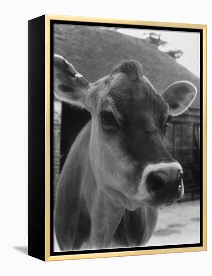 Close-Up of a Cow's Head, Probably of the Jersey Breed-Henry Grant-Framed Premier Image Canvas