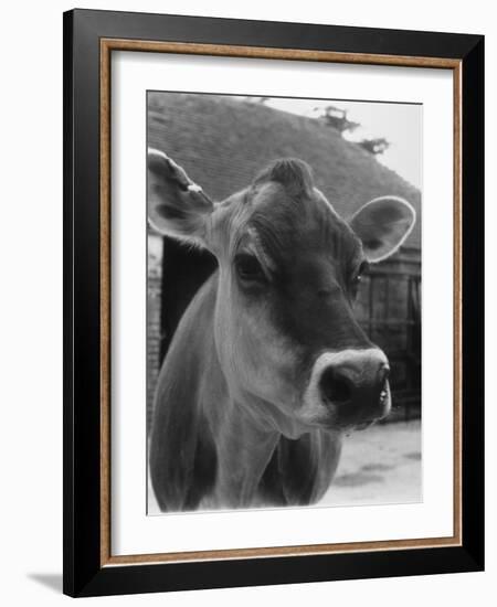 Close-Up of a Cow's Head, Probably of the Jersey Breed-Henry Grant-Framed Photographic Print