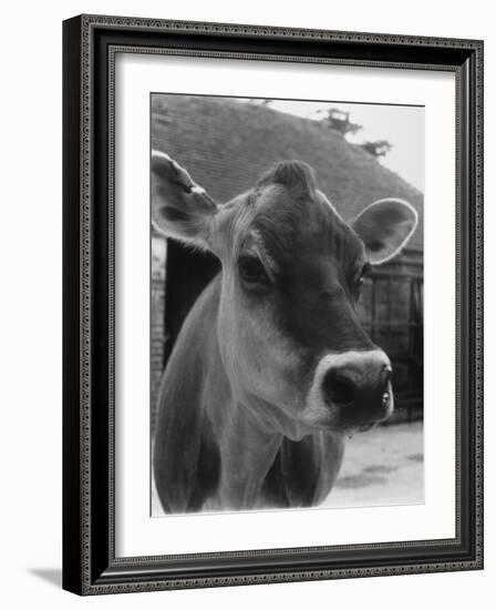 Close-Up of a Cow's Head, Probably of the Jersey Breed-Henry Grant-Framed Photographic Print