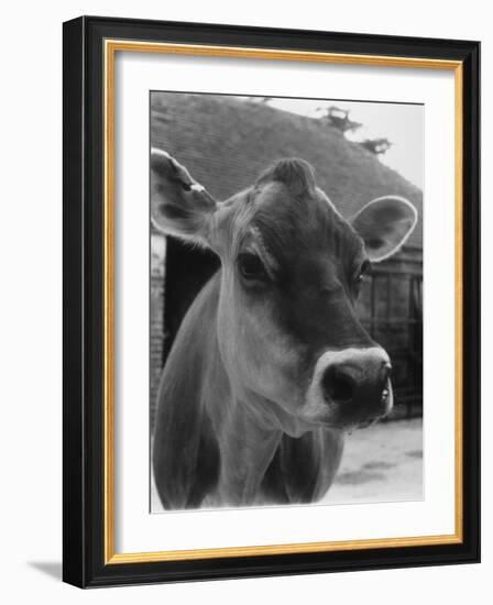 Close-Up of a Cow's Head, Probably of the Jersey Breed-Henry Grant-Framed Photographic Print