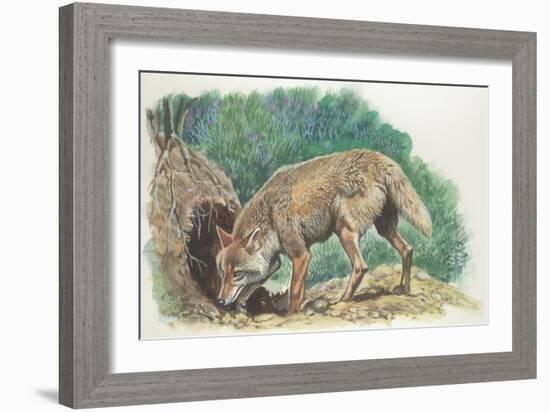 Close-Up of a Coyote Standing Near its Den (Canis Latrans)-null-Framed Giclee Print