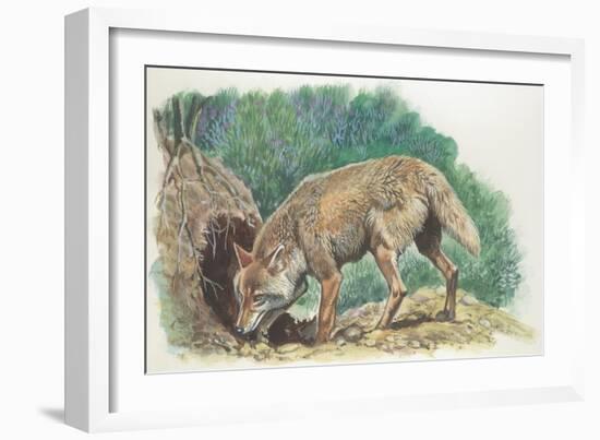 Close-Up of a Coyote Standing Near its Den (Canis Latrans)-null-Framed Giclee Print