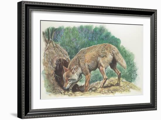 Close-Up of a Coyote Standing Near its Den (Canis Latrans)-null-Framed Giclee Print