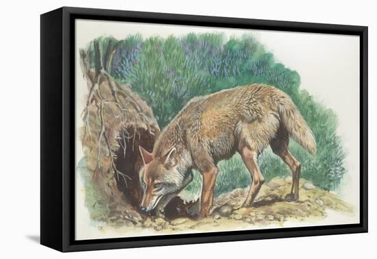 Close-Up of a Coyote Standing Near its Den (Canis Latrans)-null-Framed Premier Image Canvas