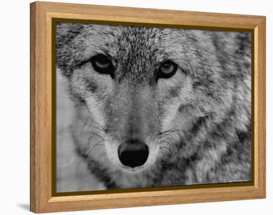 Close Up of a Coyote-Stan Wayman-Framed Premier Image Canvas