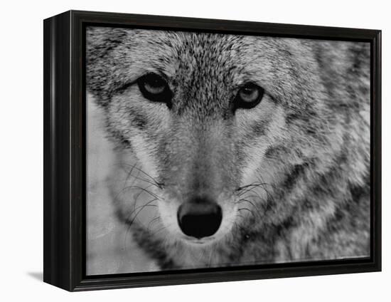 Close Up of a Coyote-Stan Wayman-Framed Premier Image Canvas