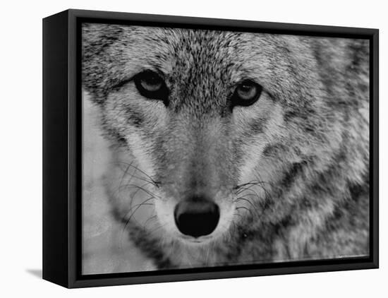 Close Up of a Coyote-Stan Wayman-Framed Premier Image Canvas