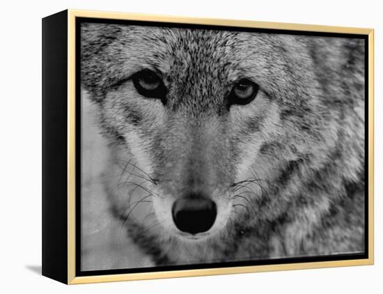 Close Up of a Coyote-Stan Wayman-Framed Premier Image Canvas