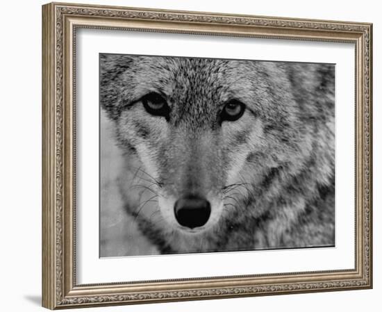 Close Up of a Coyote-Stan Wayman-Framed Photographic Print