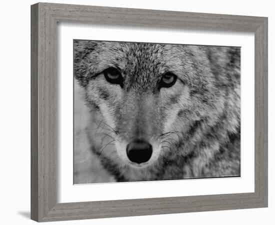 Close Up of a Coyote-Stan Wayman-Framed Photographic Print