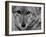 Close Up of a Coyote-Stan Wayman-Framed Photographic Print