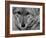 Close Up of a Coyote-Stan Wayman-Framed Photographic Print