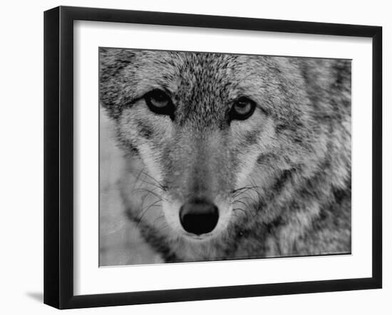 Close Up of a Coyote-Stan Wayman-Framed Photographic Print