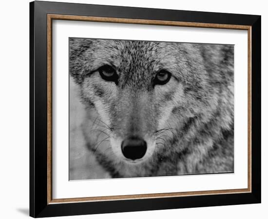 Close Up of a Coyote-Stan Wayman-Framed Photographic Print