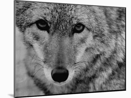 Close Up of a Coyote-Stan Wayman-Mounted Photographic Print
