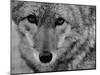 Close Up of a Coyote-Stan Wayman-Mounted Photographic Print