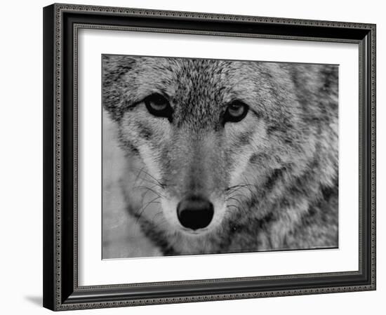 Close Up of a Coyote-Stan Wayman-Framed Photographic Print