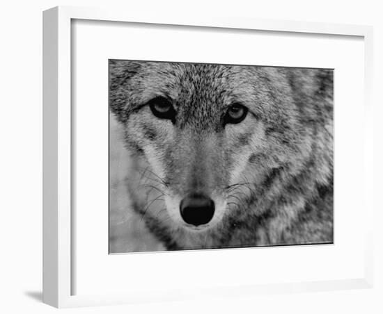 Close Up of a Coyote-Stan Wayman-Framed Photographic Print