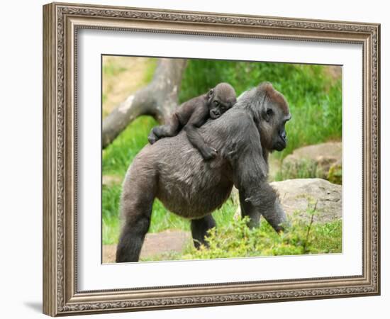 Close-Up of a Cute Baby Gorilla and Mother-Eric Gevaert-Framed Photographic Print