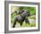 Close-Up of a Cute Baby Gorilla and Mother-Eric Gevaert-Framed Photographic Print