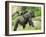 Close-Up of a Cute Baby Gorilla and Mother-Eric Gevaert-Framed Photographic Print