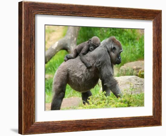 Close-Up of a Cute Baby Gorilla and Mother-Eric Gevaert-Framed Photographic Print